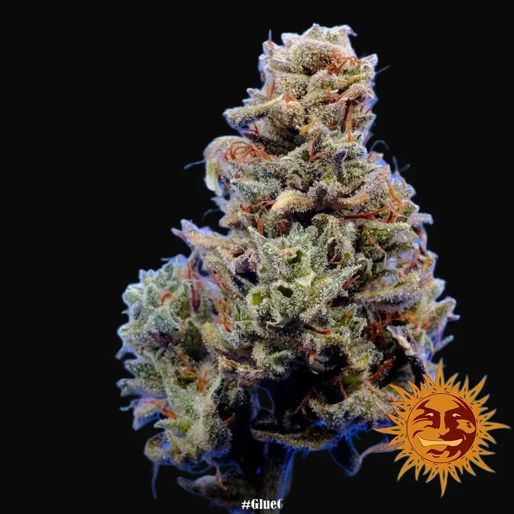 Glue Gelato Auto