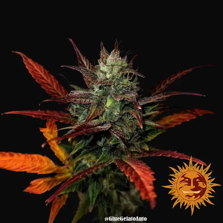 Glue Gelato Auto