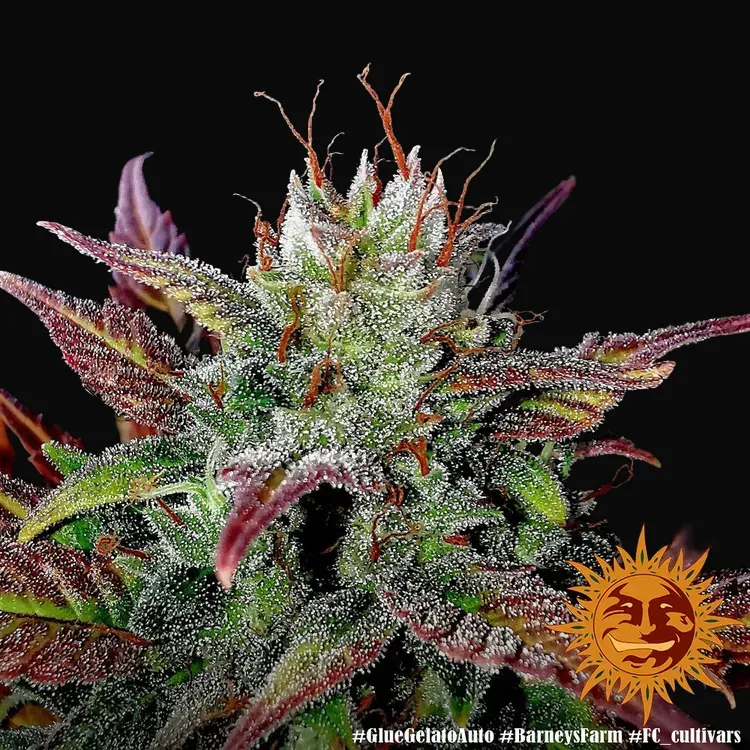 Glue Gelato Auto
