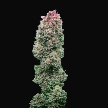 Glueberry O.G.