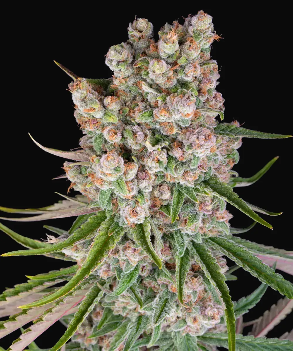 GMO Auto