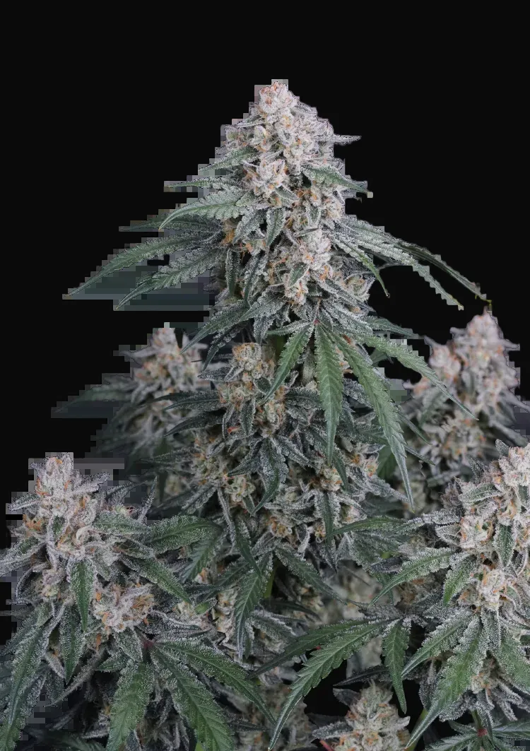 GMO Auto