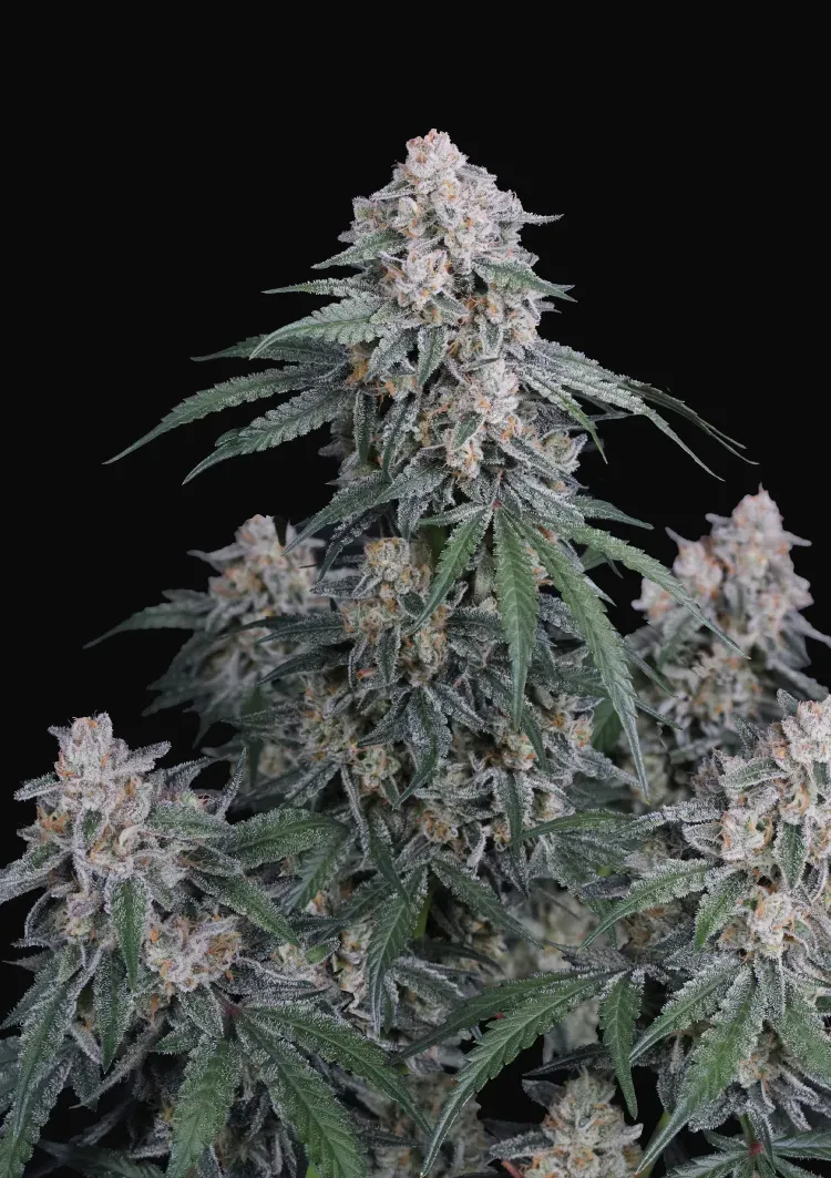 GMO Auto