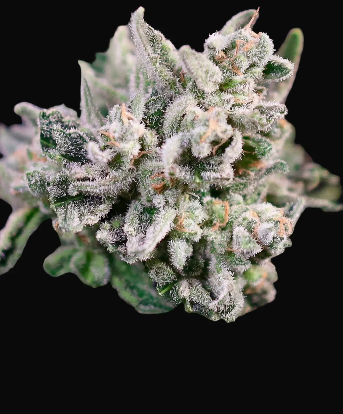 GMO Bomb Fast