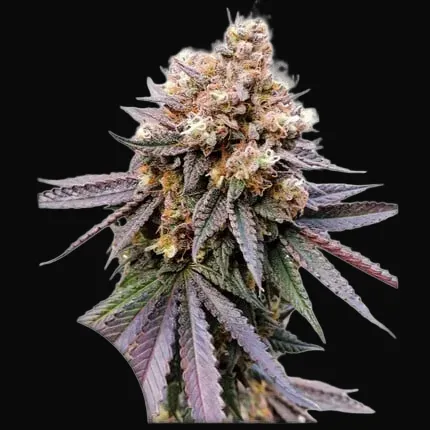 GMO Fast