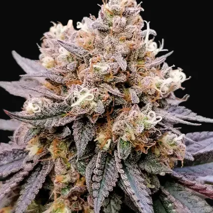 GMO Fast