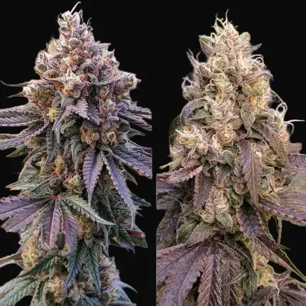 GMO Fast