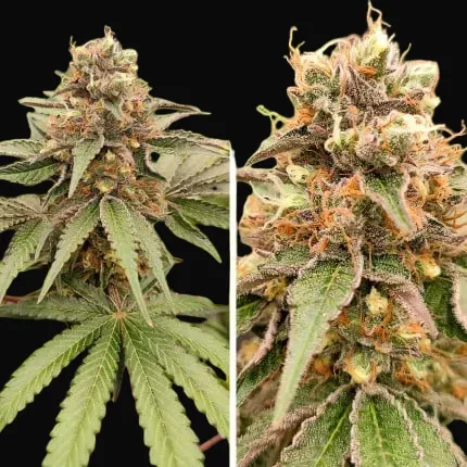 GMO Fast
