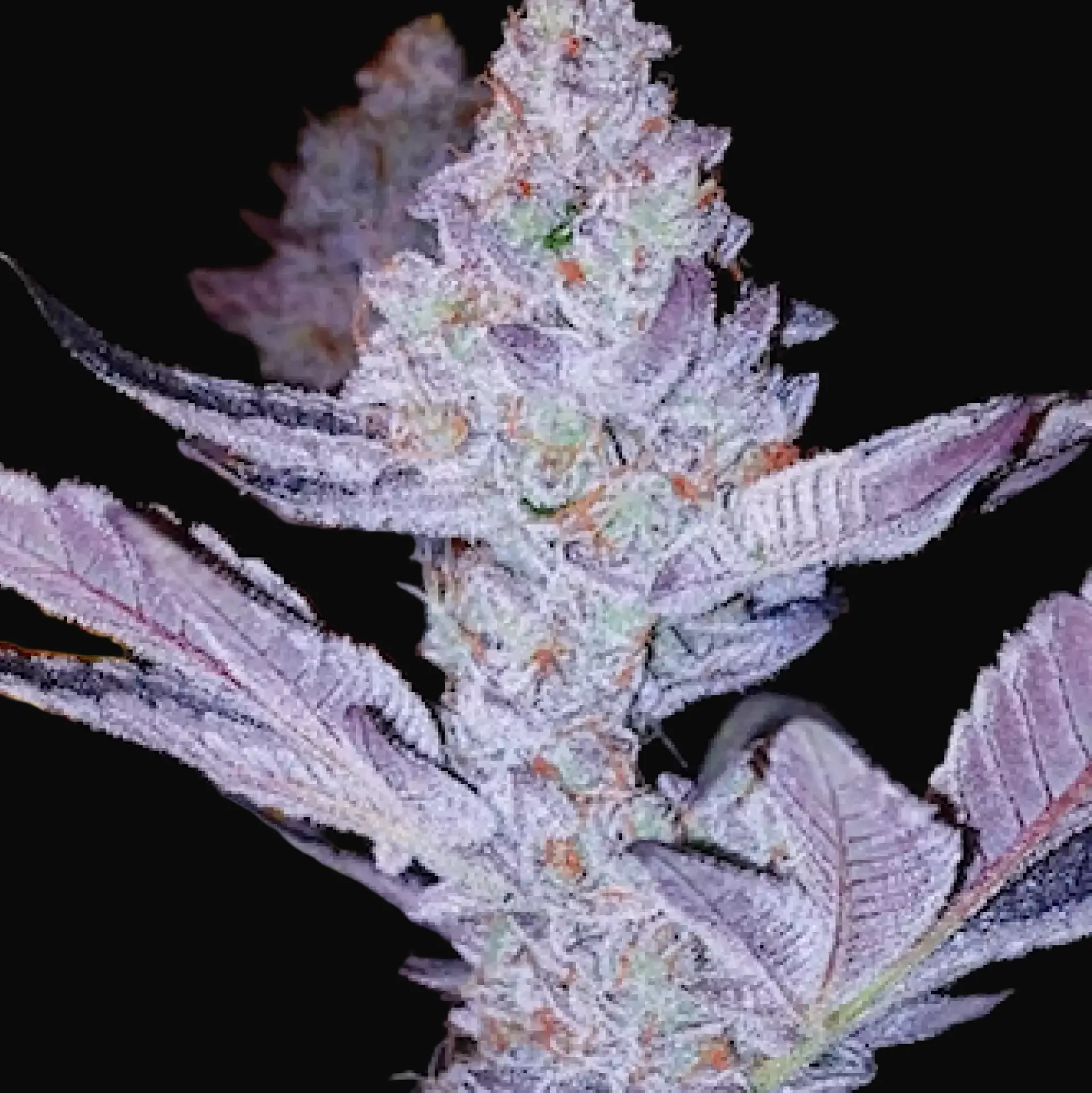 GMO Zkittlez F1