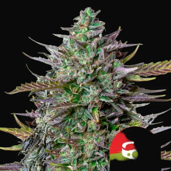 GOAT'lato auto