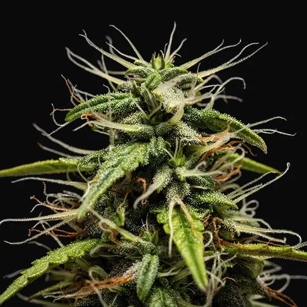 GOAT'lato auto