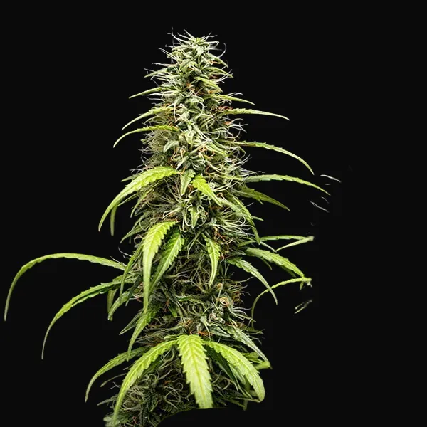 GOAT'lato auto
