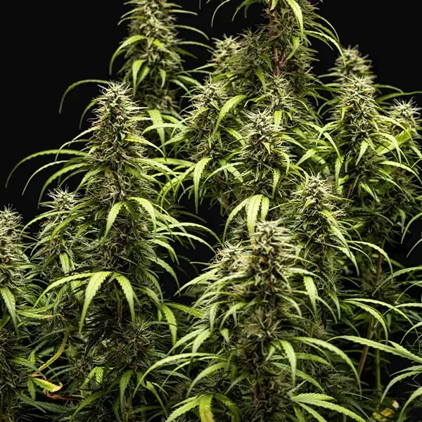 GOAT'lato auto
