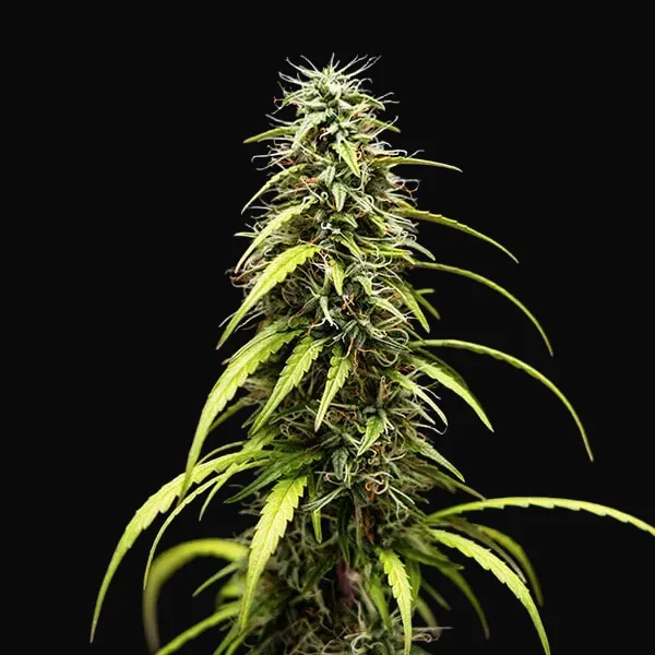GOAT'lato auto