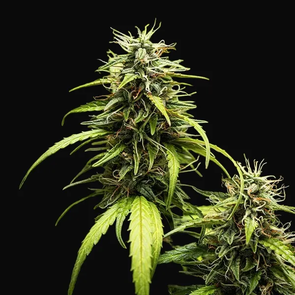 GOAT'lato auto