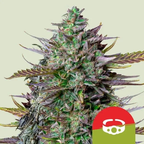 GOAT'lato auto