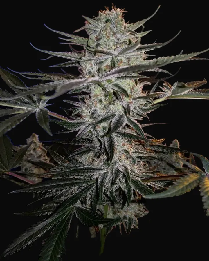 Godzilla Glue