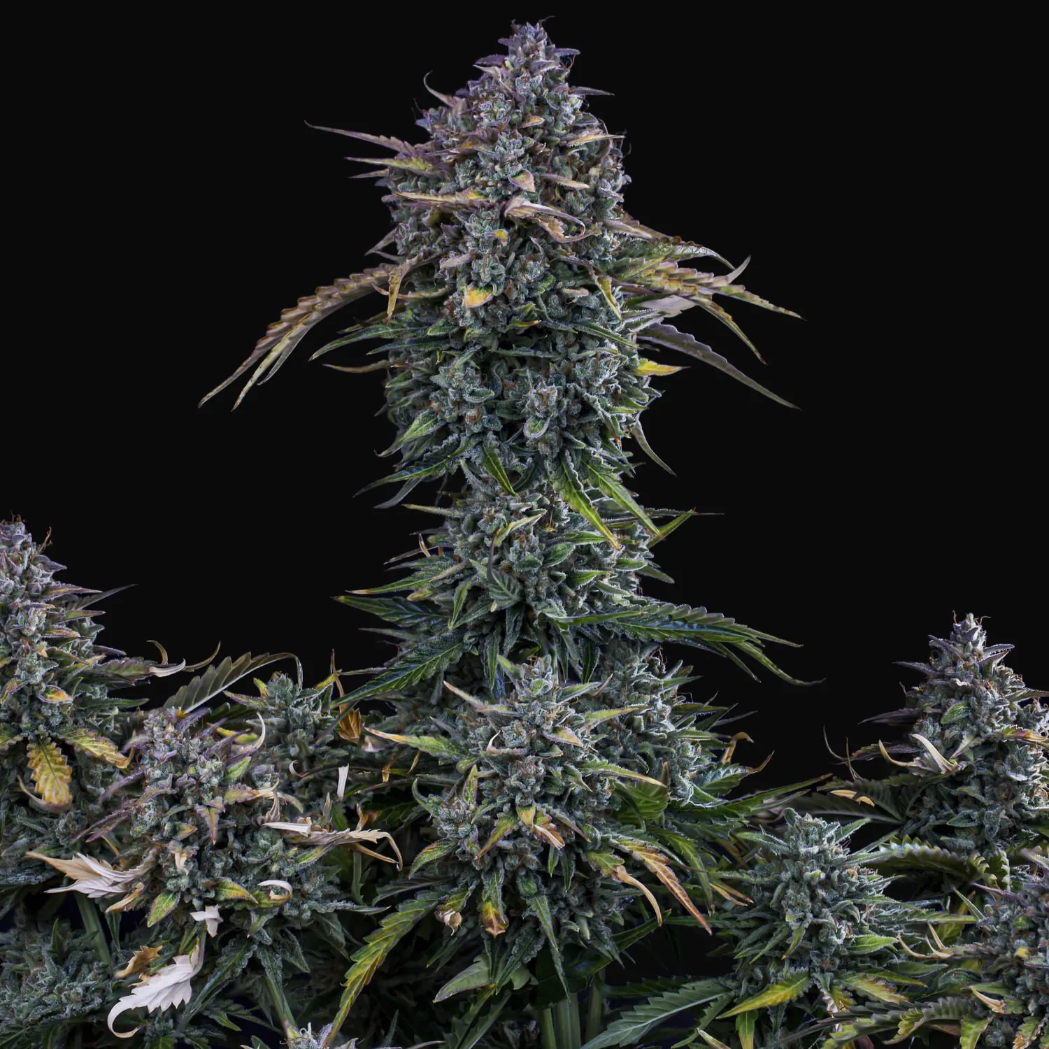Gold Glue Auto