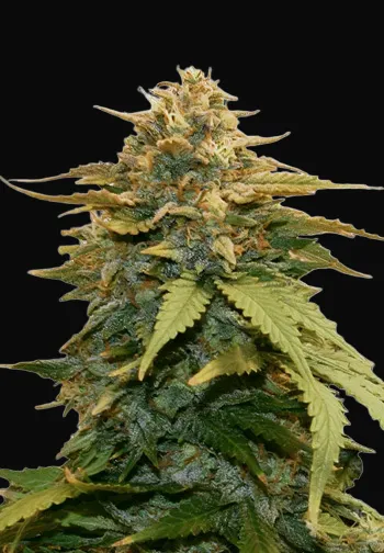 Gold Leaf Auto