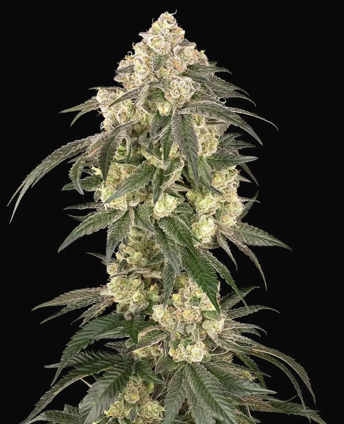 Gold Line Z Feminized
