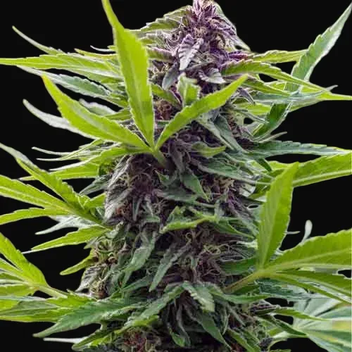 Gold Rush Outdoor
