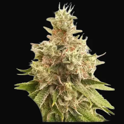 Golden Apple Haze