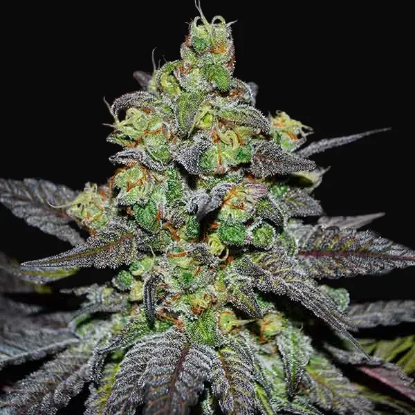 Golosa XL Auto