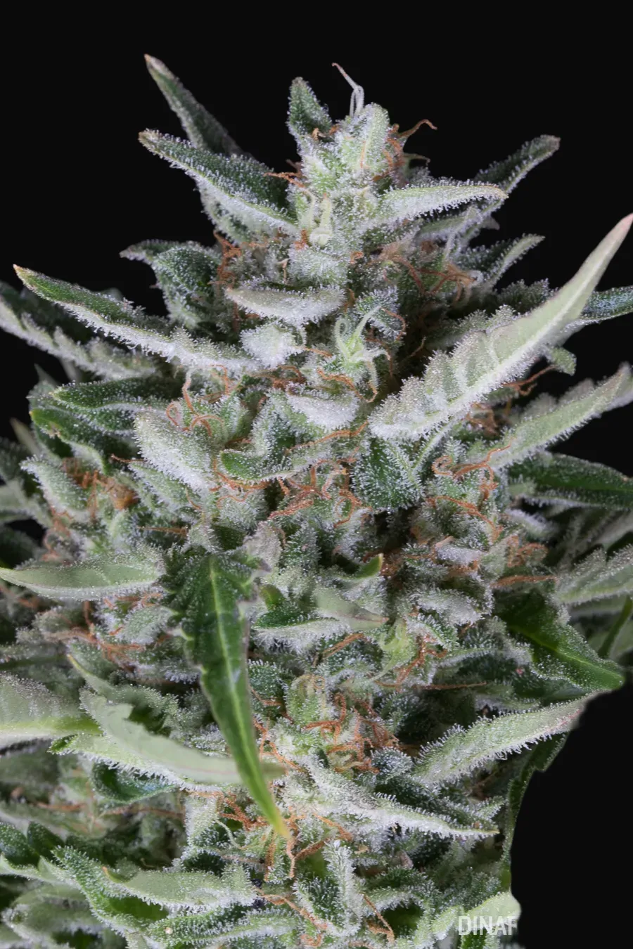 Gorilla Autoflowering