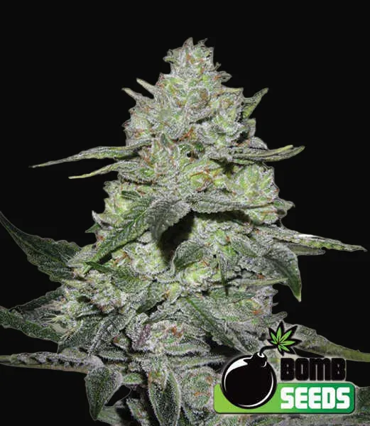 Gorilla Bomb