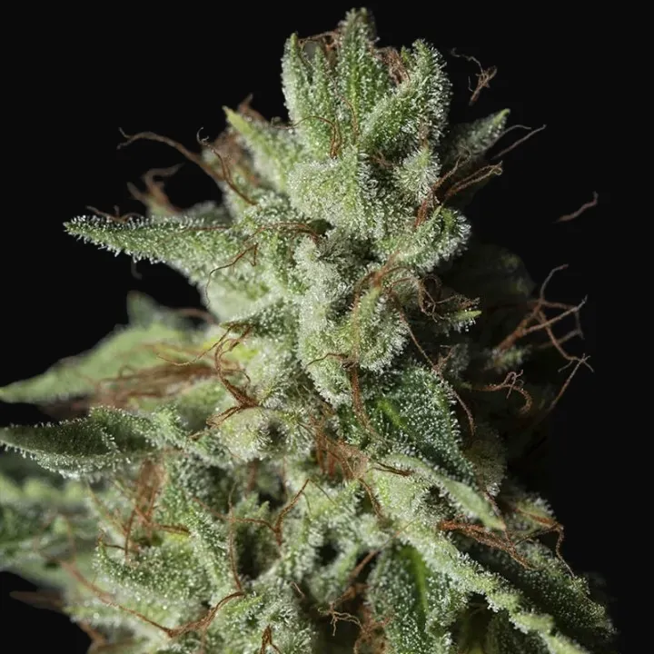 Gorilla Candy