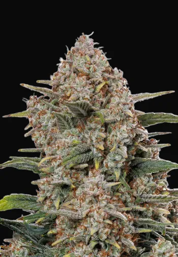 Gorilla Cookies Auto
