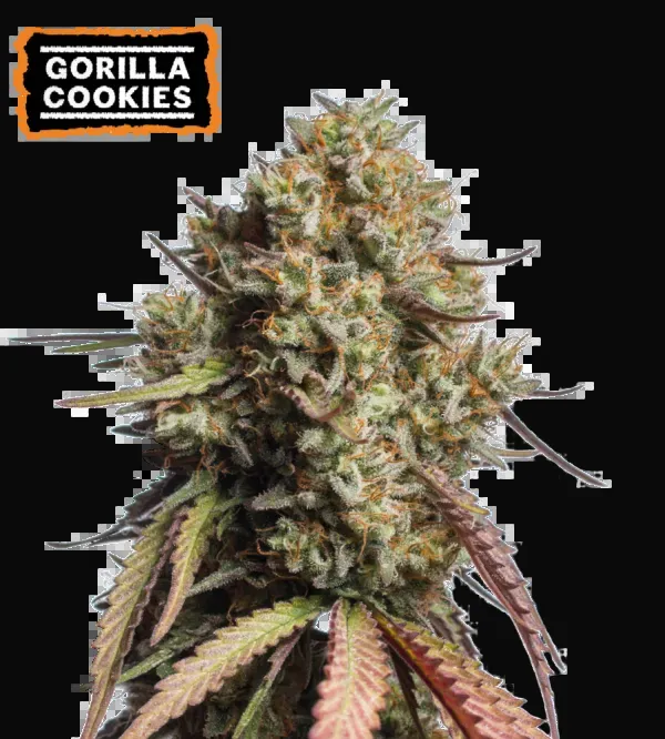 Gorilla Cookies Auto