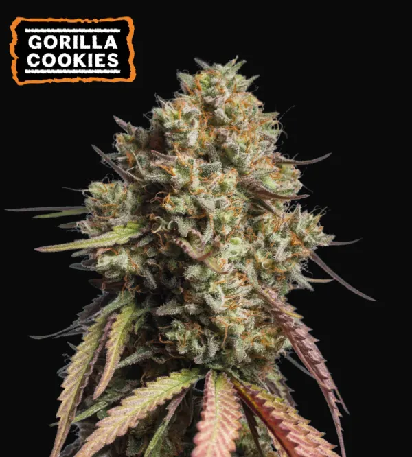 Gorilla Cookies Auto