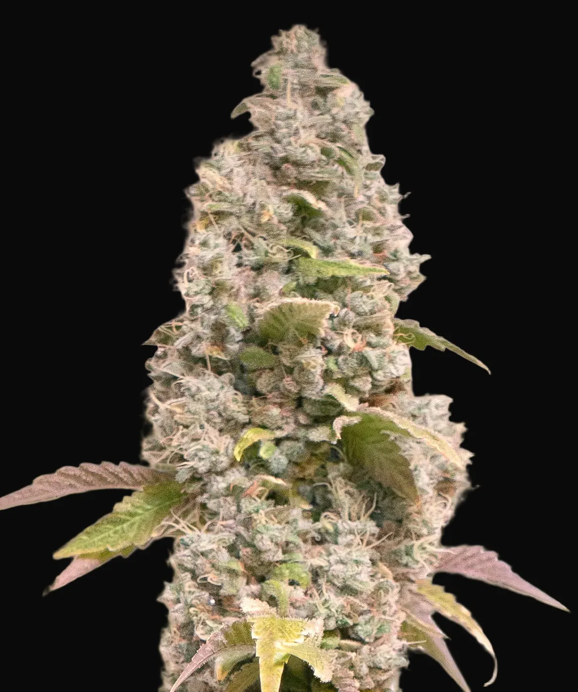 Gorilla Cookies Fast