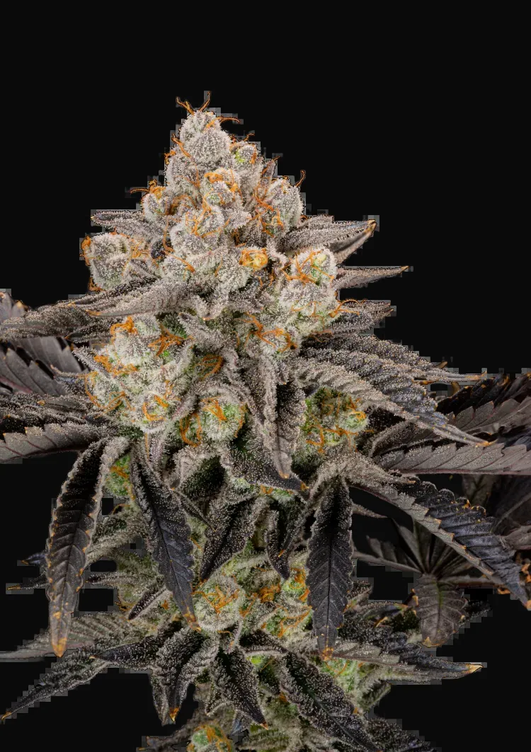 Gorilla Cookies FF