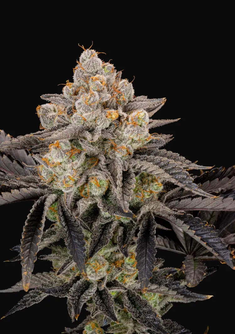Gorilla Cookies FF