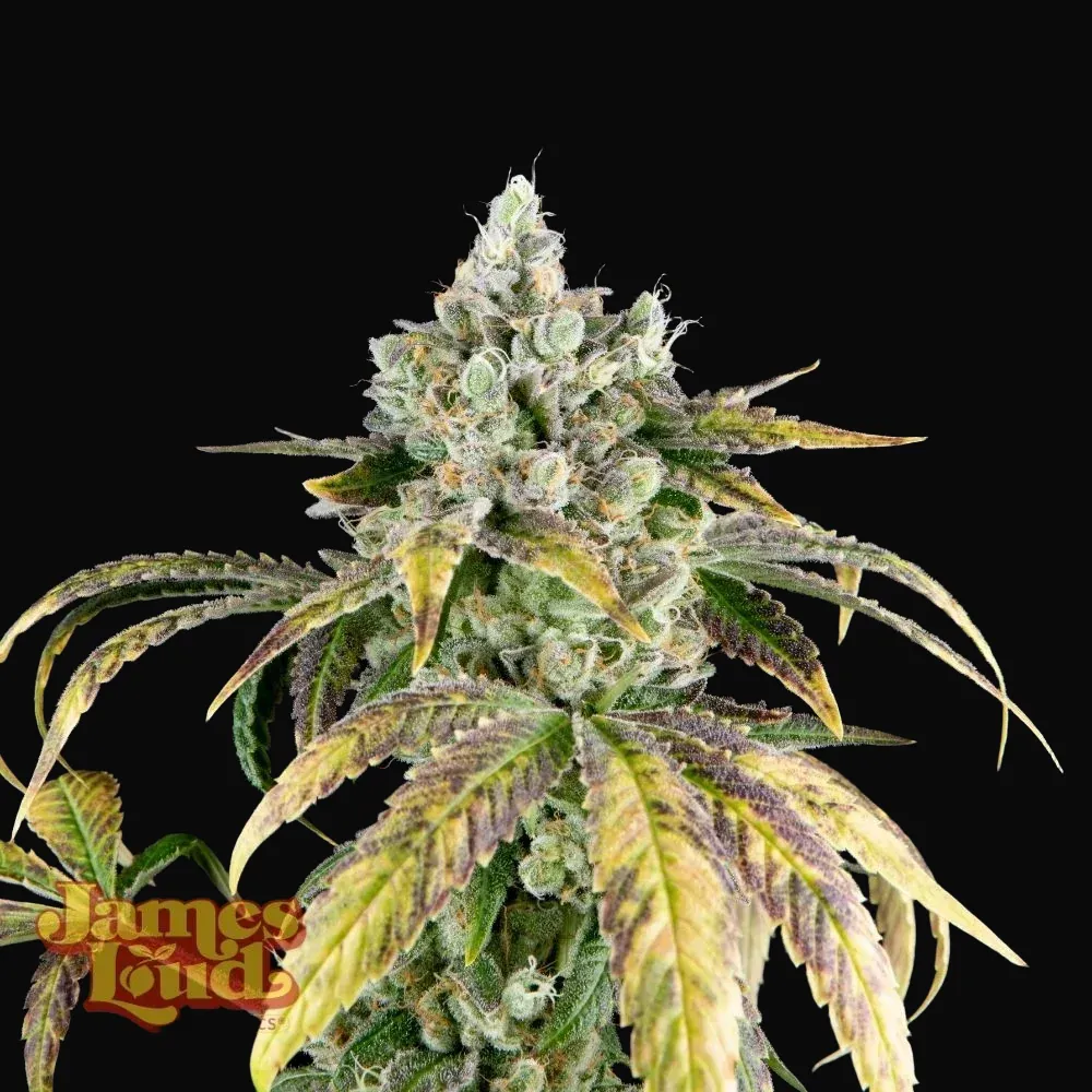 Gorilla Cookies OG Auto