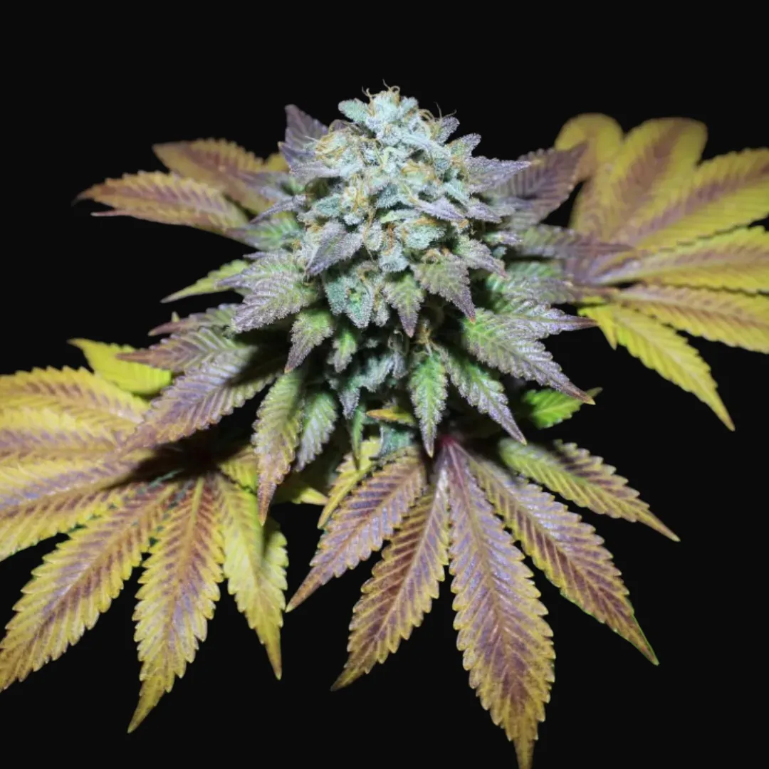 Gorilla Cookies