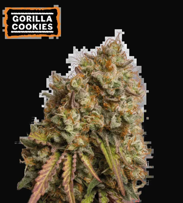 Gorilla Cookies