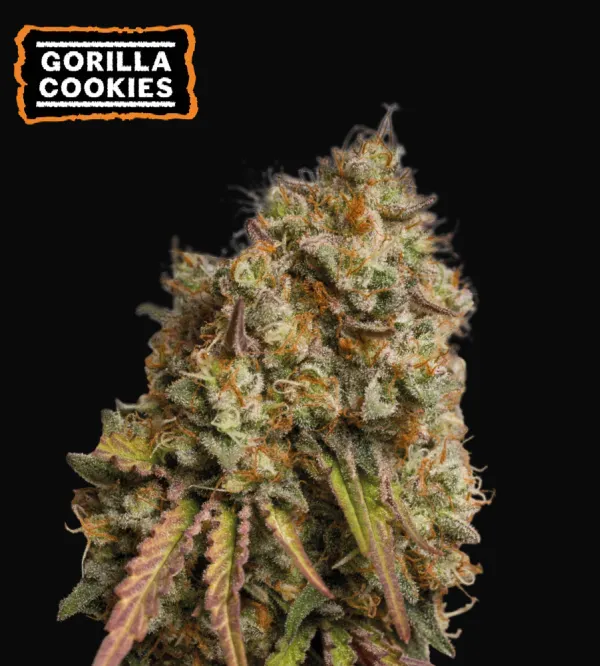 Gorilla Cookies