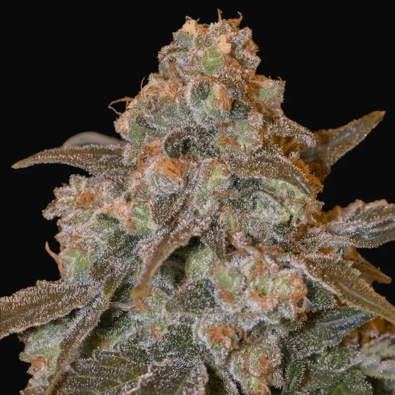 Gorilla Frost
