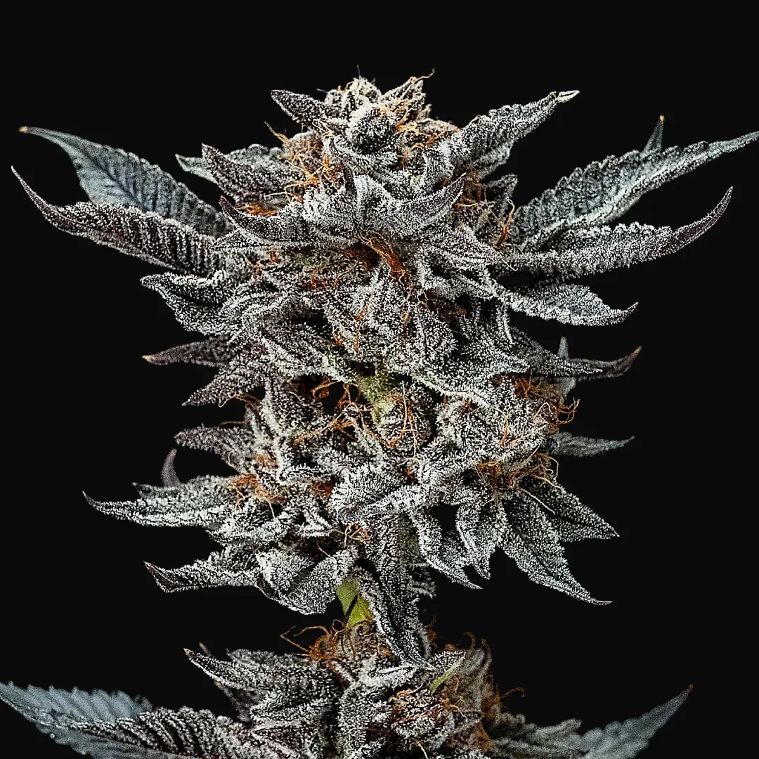 Gorilla Glue #4