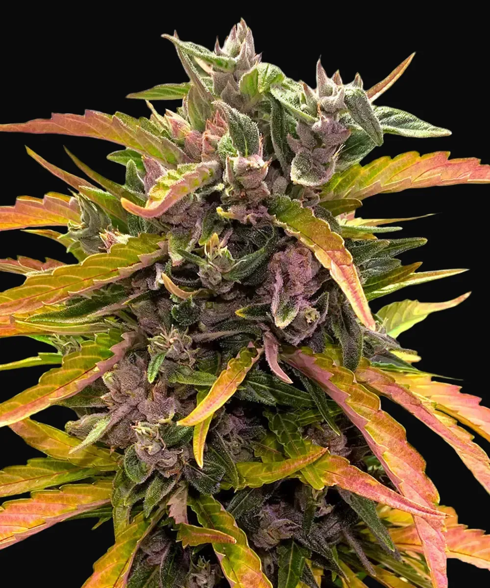 Gorilla Glue Auto