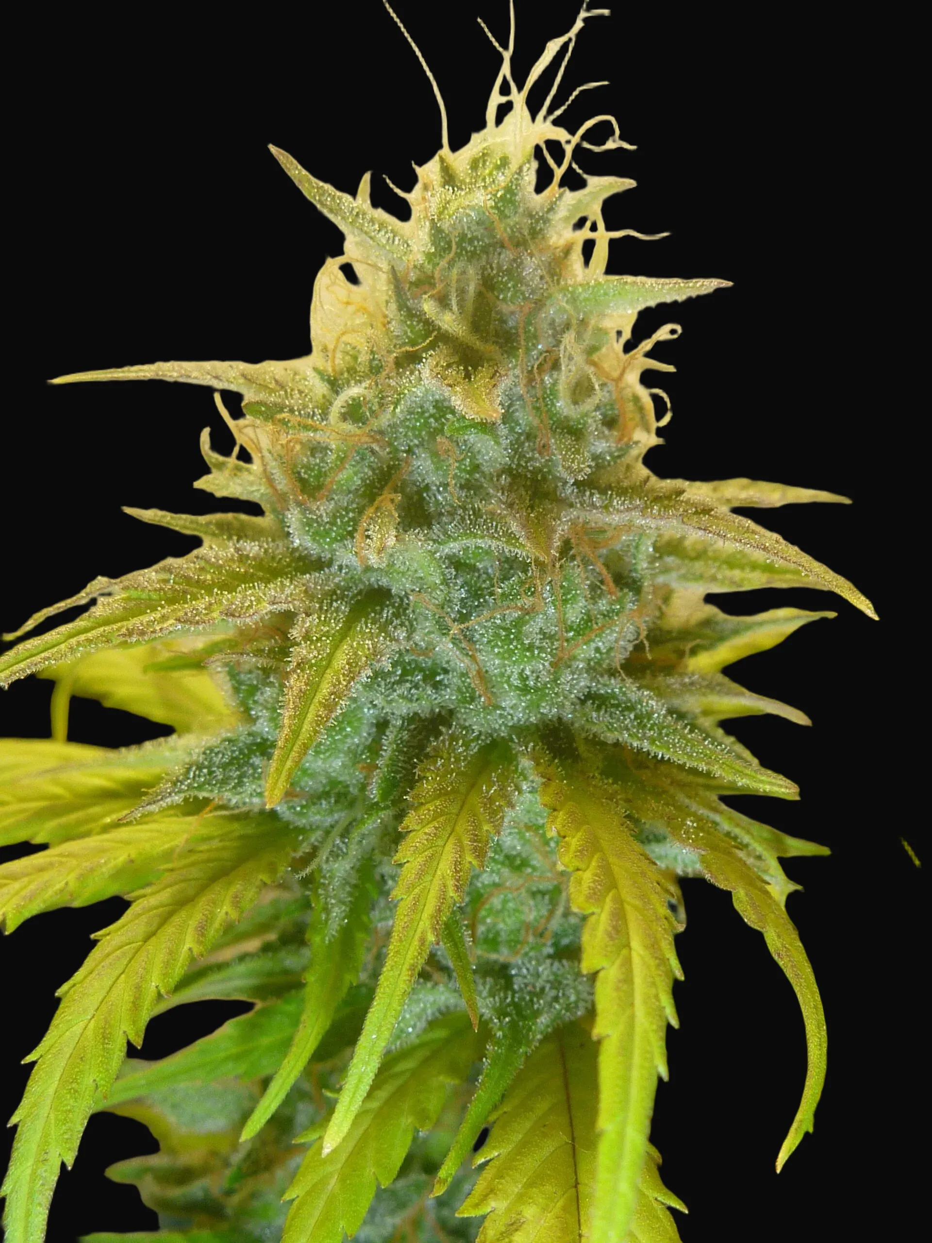 Gorilla Glue