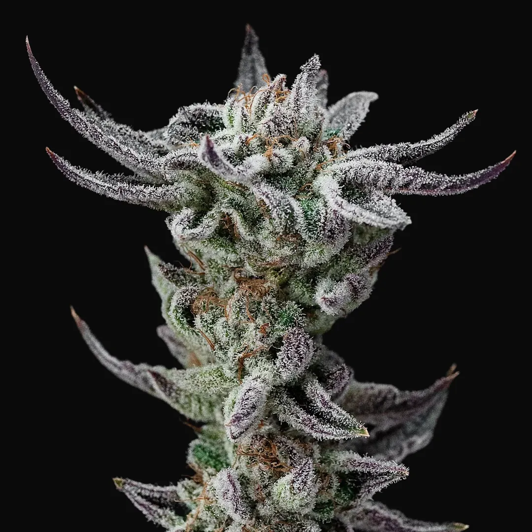 Gorilla Glue Faster