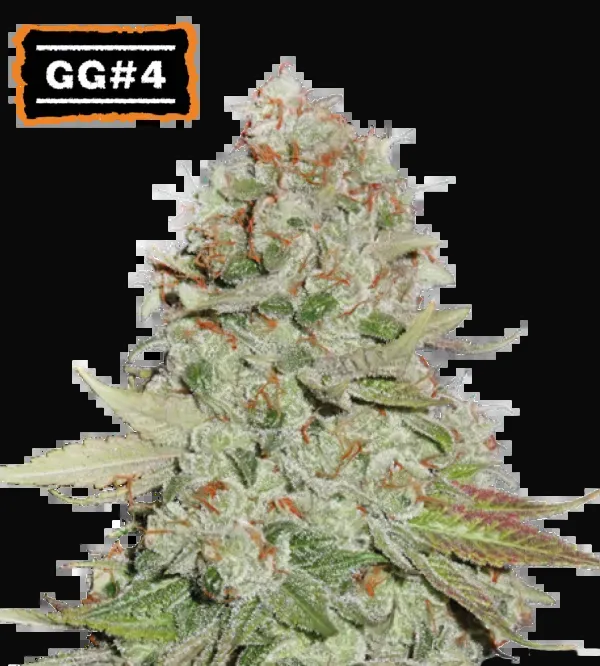 Gorilla Glue