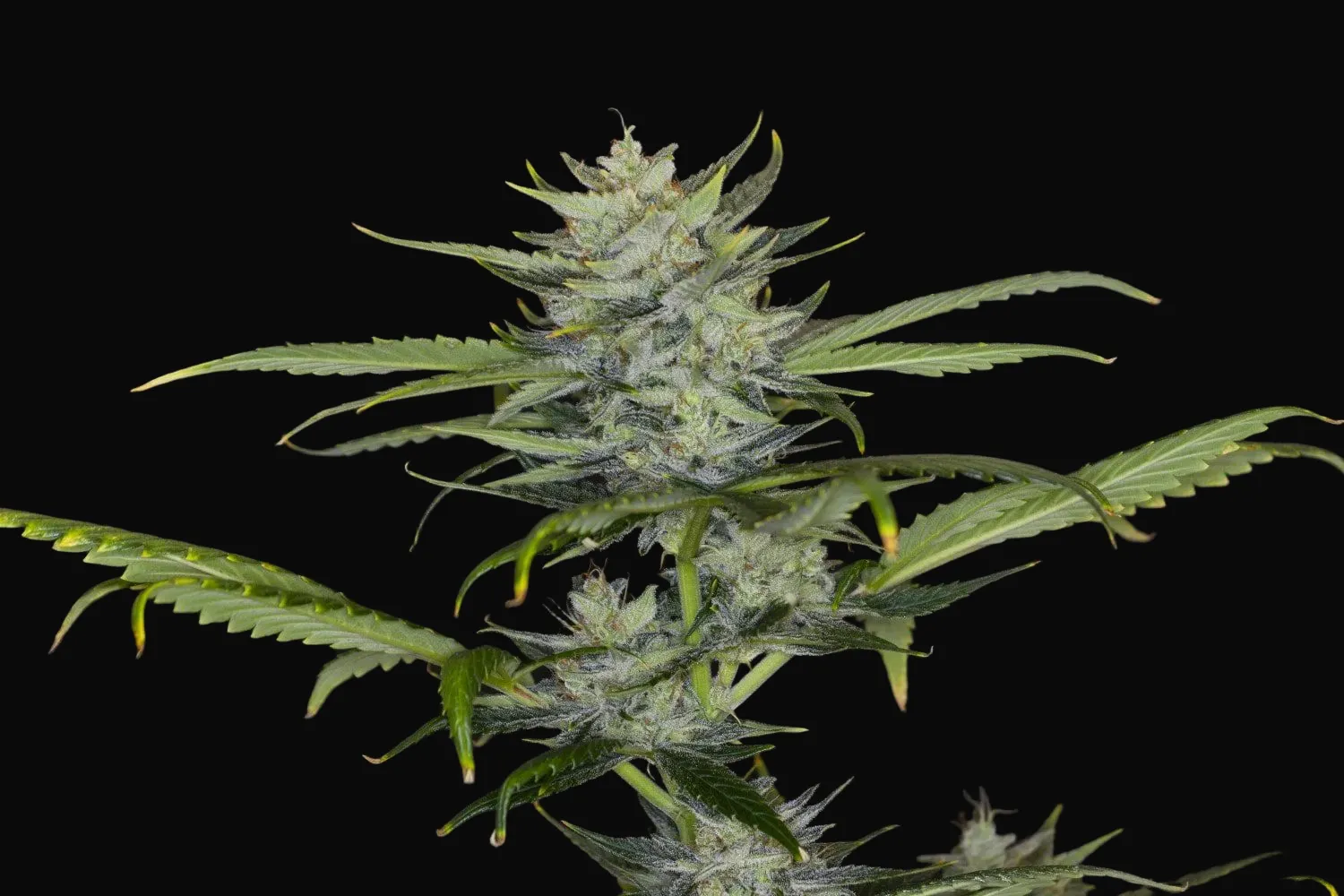 Gorilla King Auto