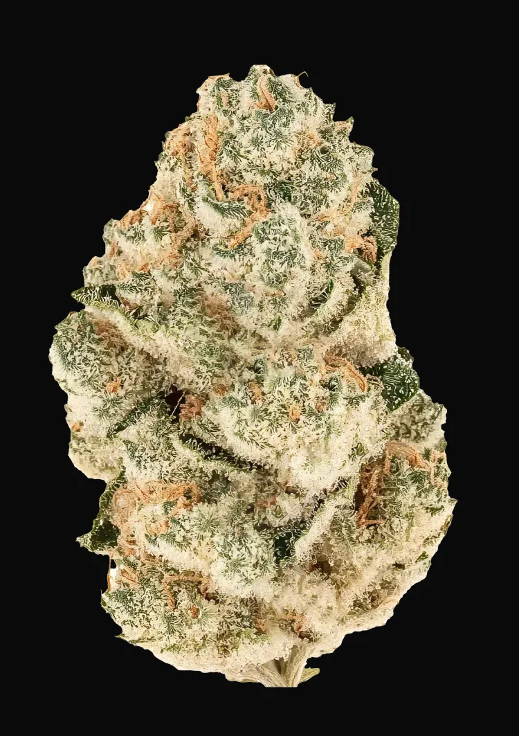 Gorilla Melon