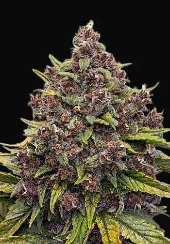 Gorilla Punch Auto