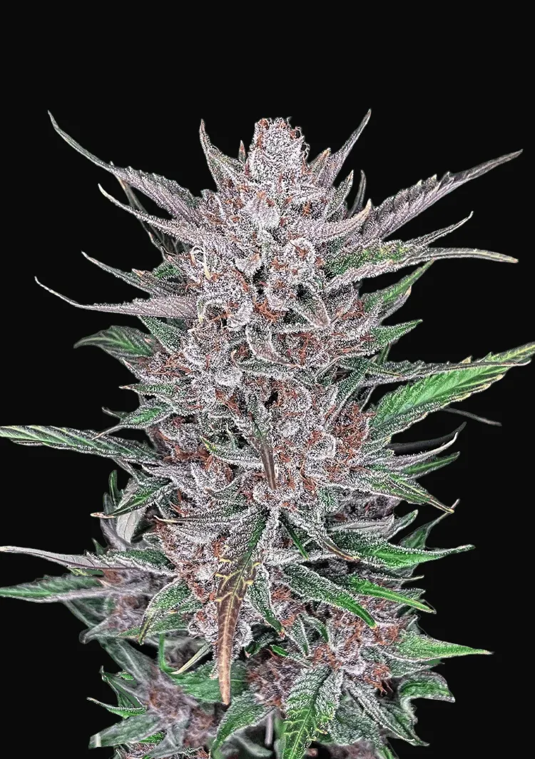 Gorilla Punch Auto